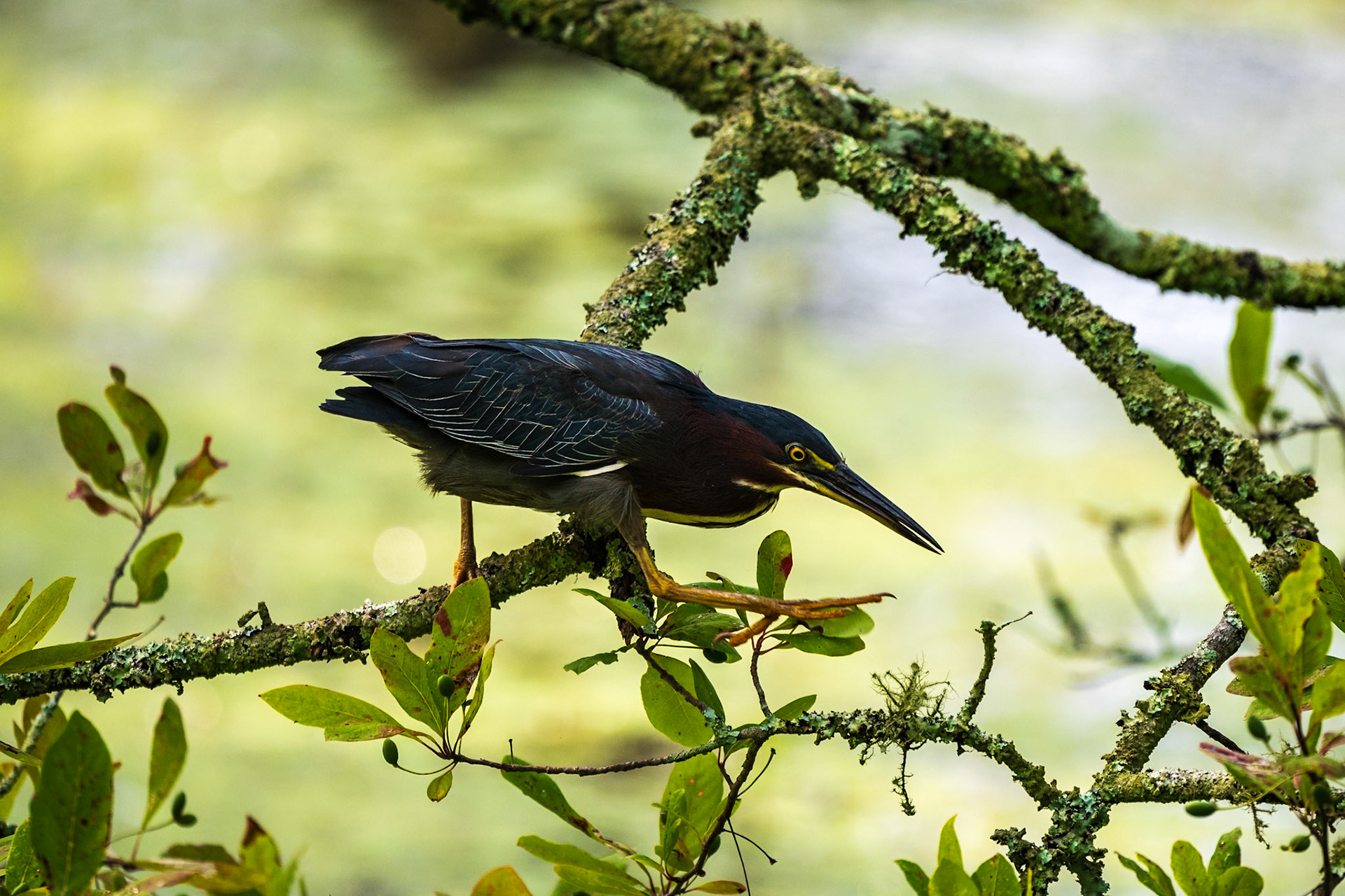 Green Heron