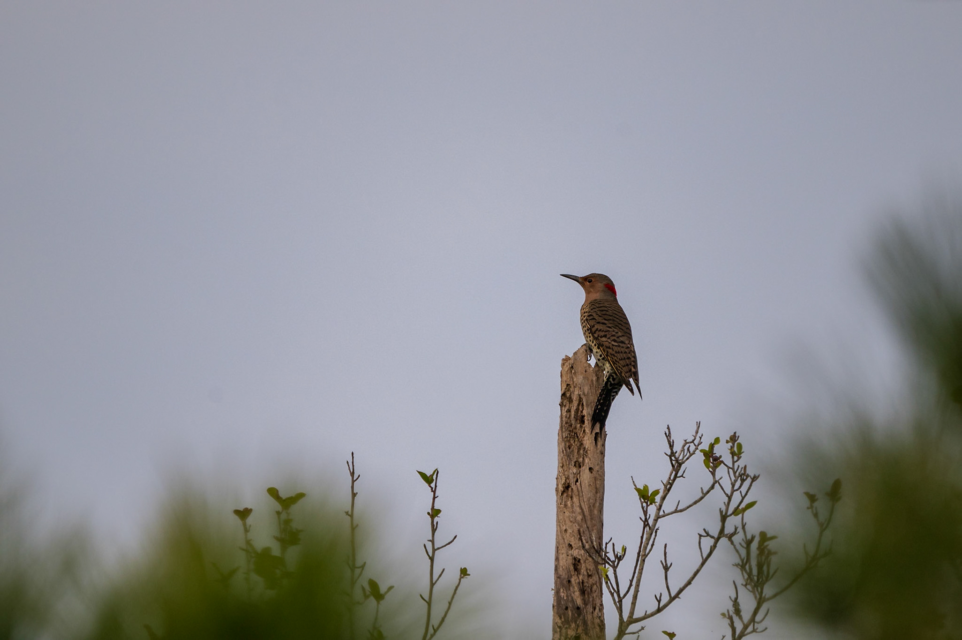 Northern Flicker