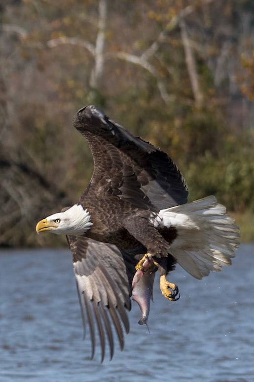 Eagle with fish on the James