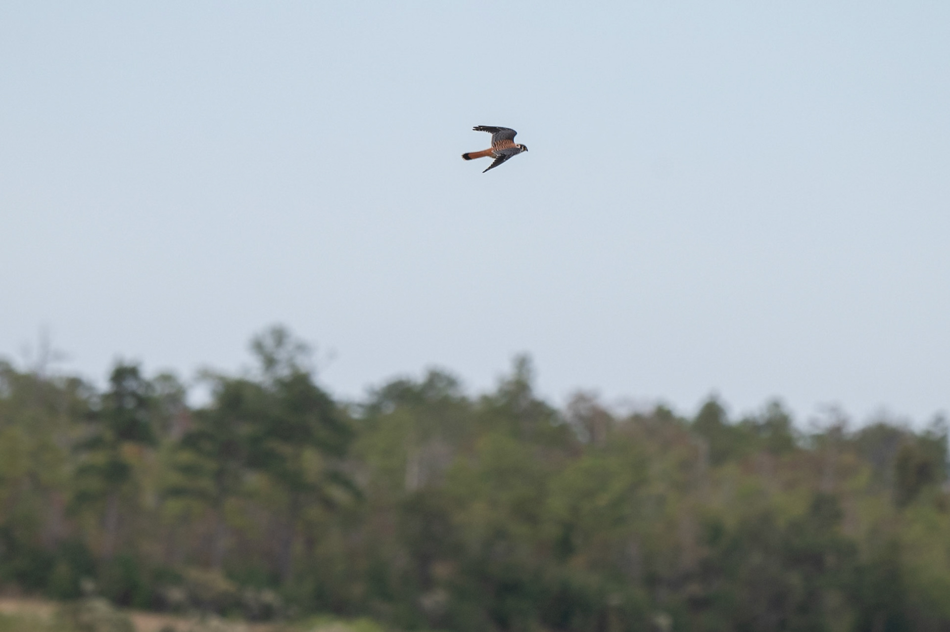 American Kestral flying