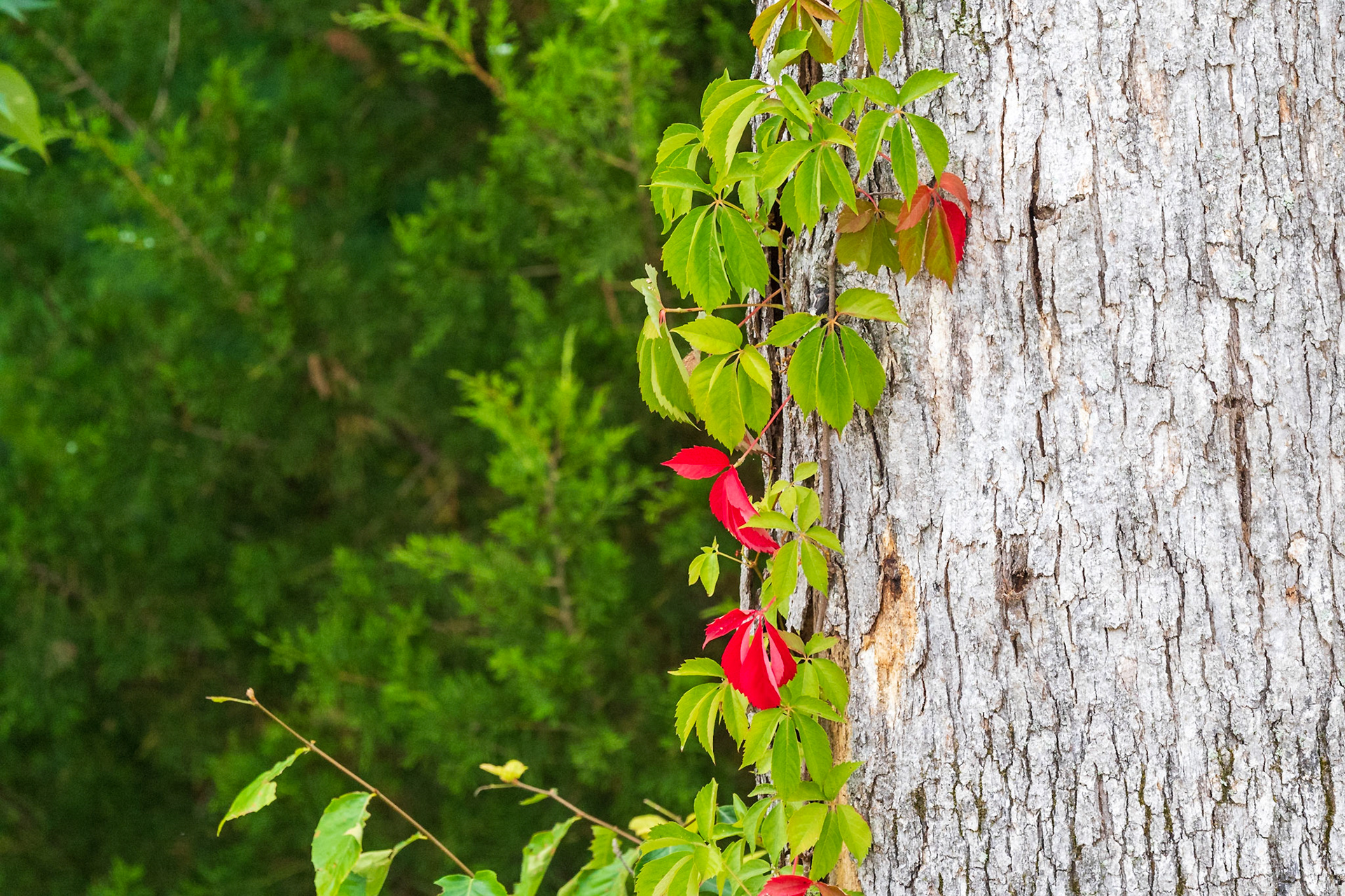 Virginia Creeper