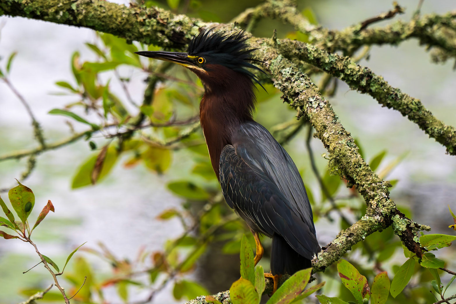 Green Heron with new hairdoo