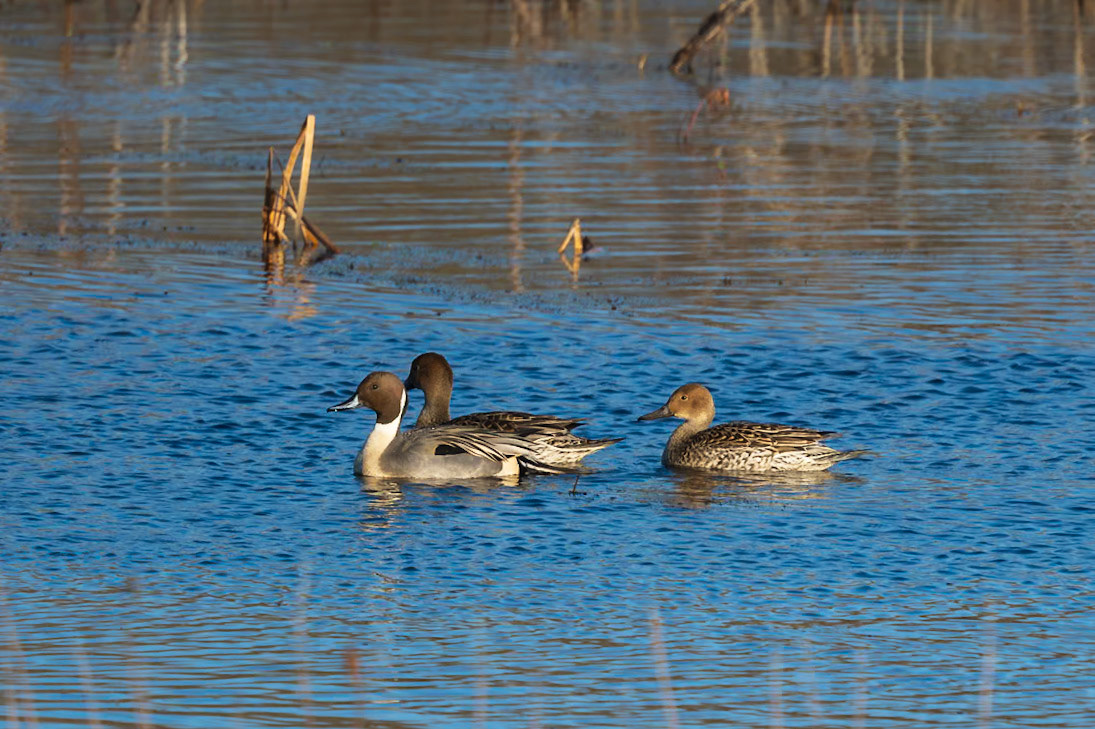Northern Pintail
