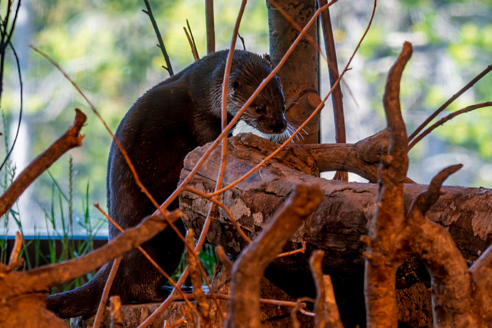 River Otter