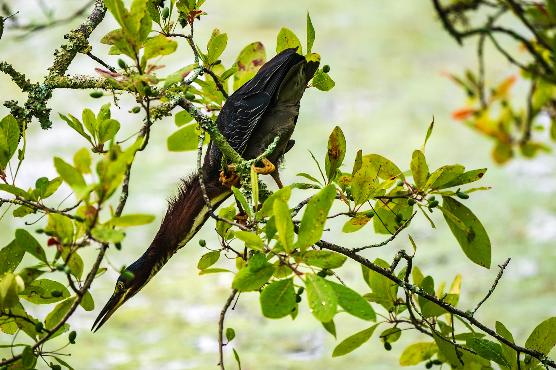 Green Heron stretching