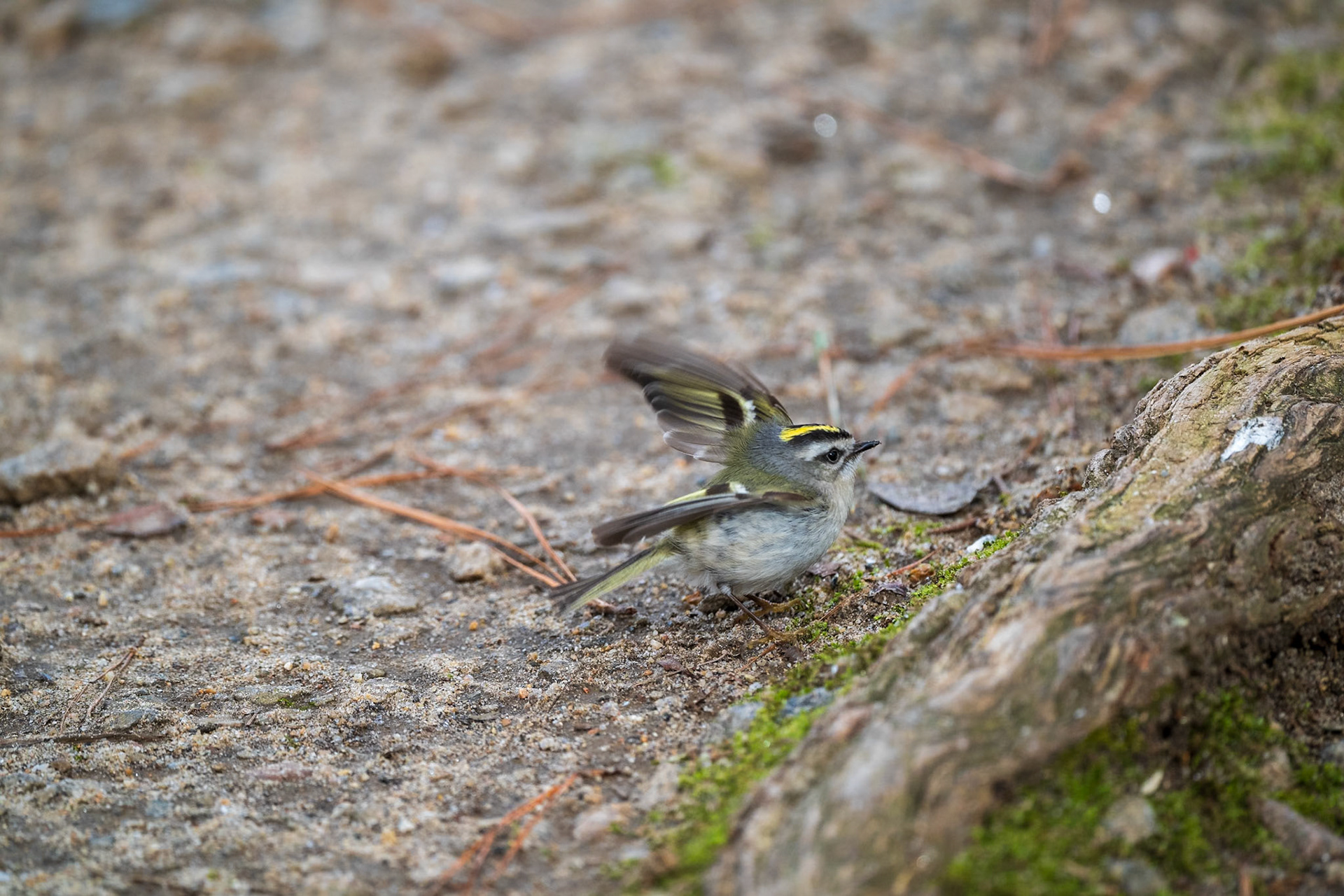 Golden-crowned Kinglet, male