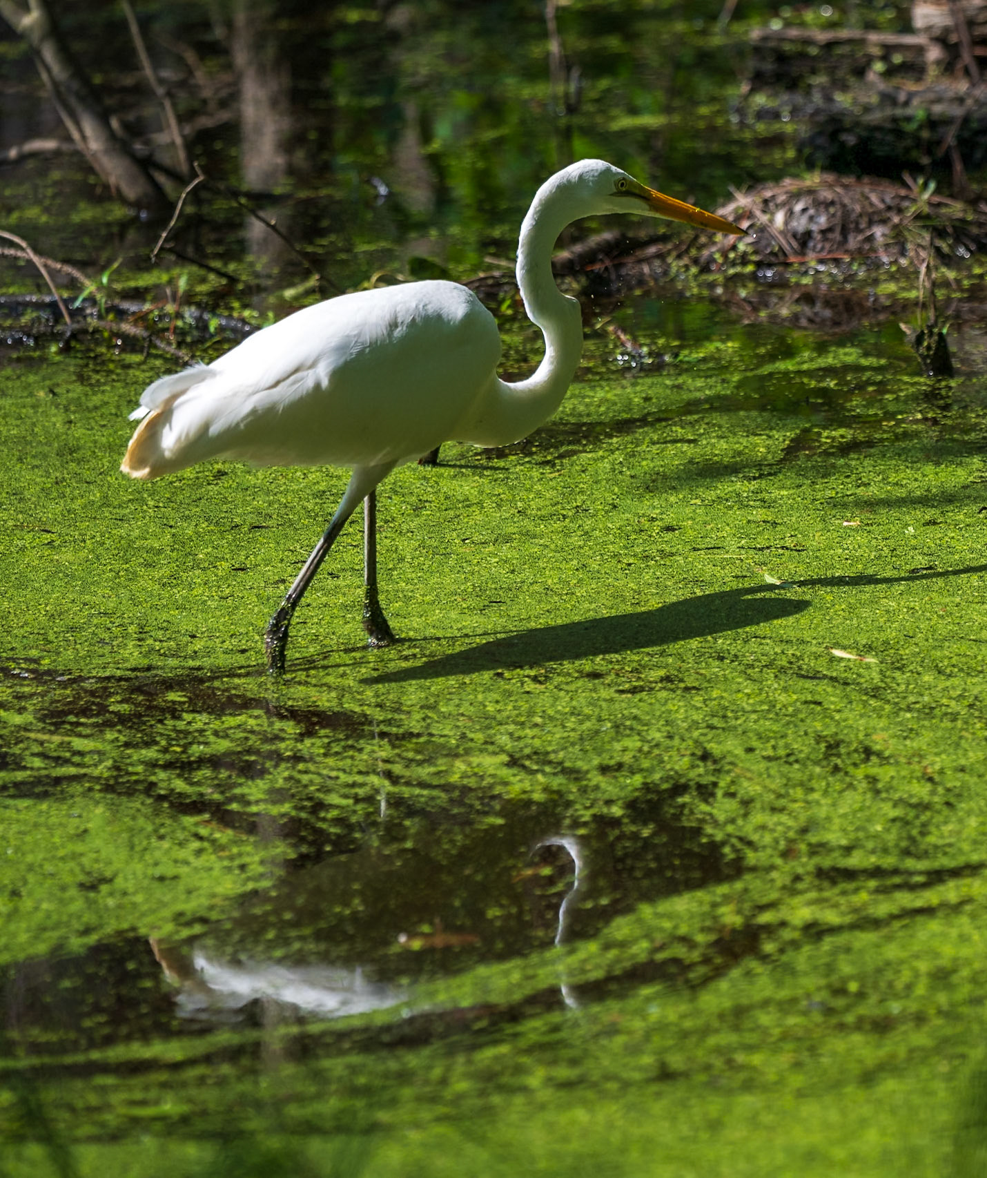Great Egret