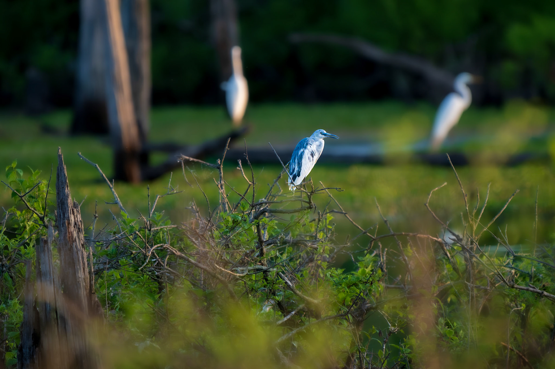 Little Blue Heron