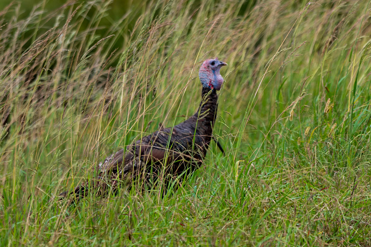 You can see this is a Jake (young gobbler).