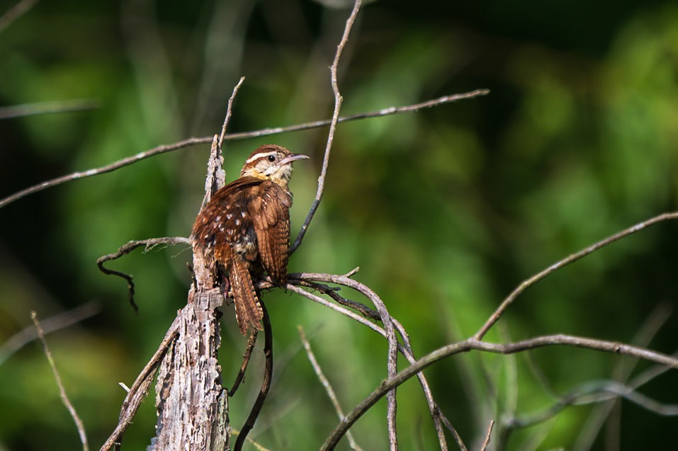 Carolina Wren