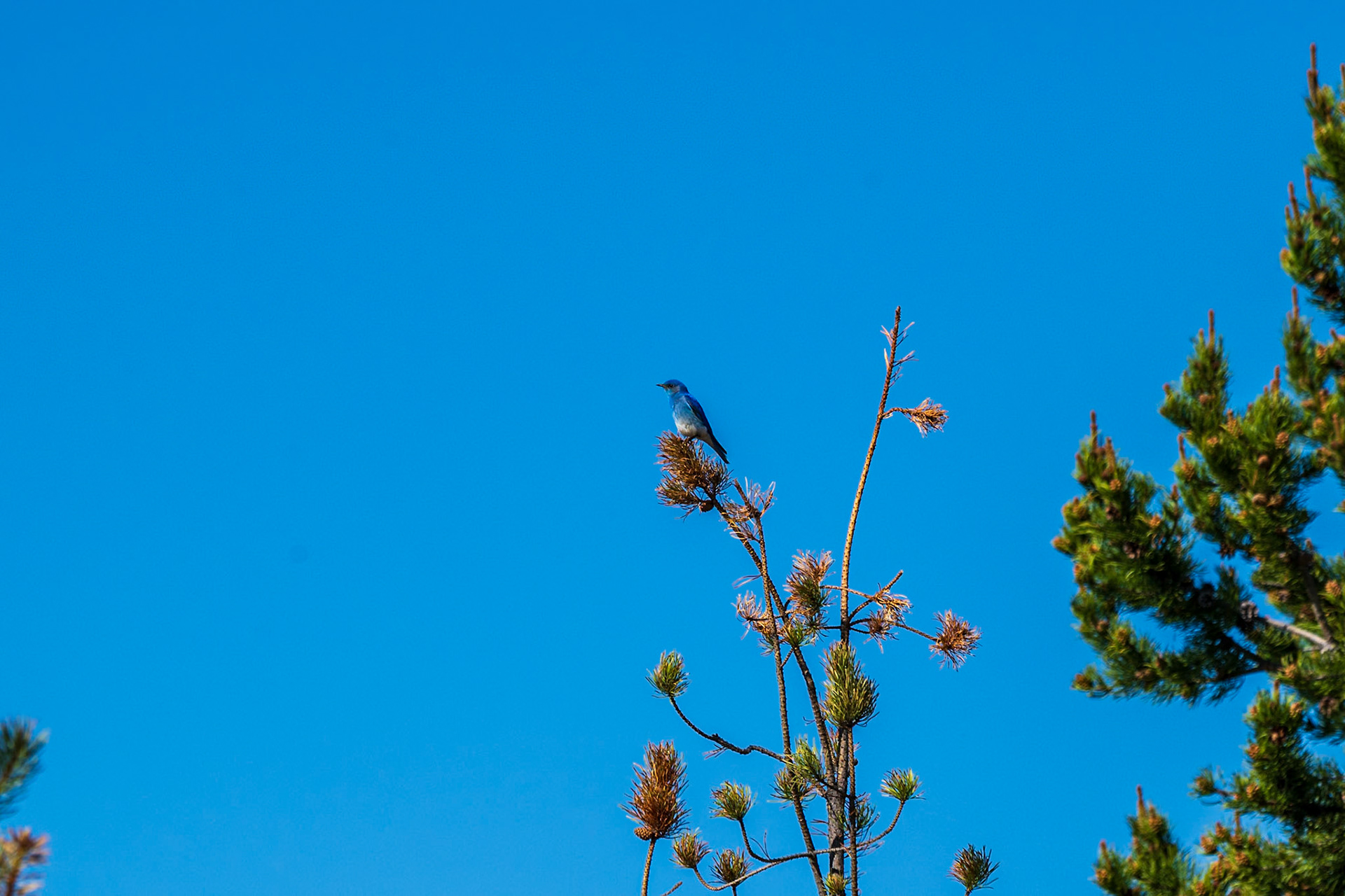 Mountain Bluebird