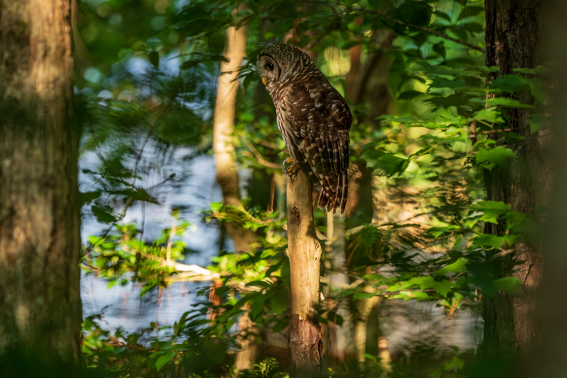 Barred Owl