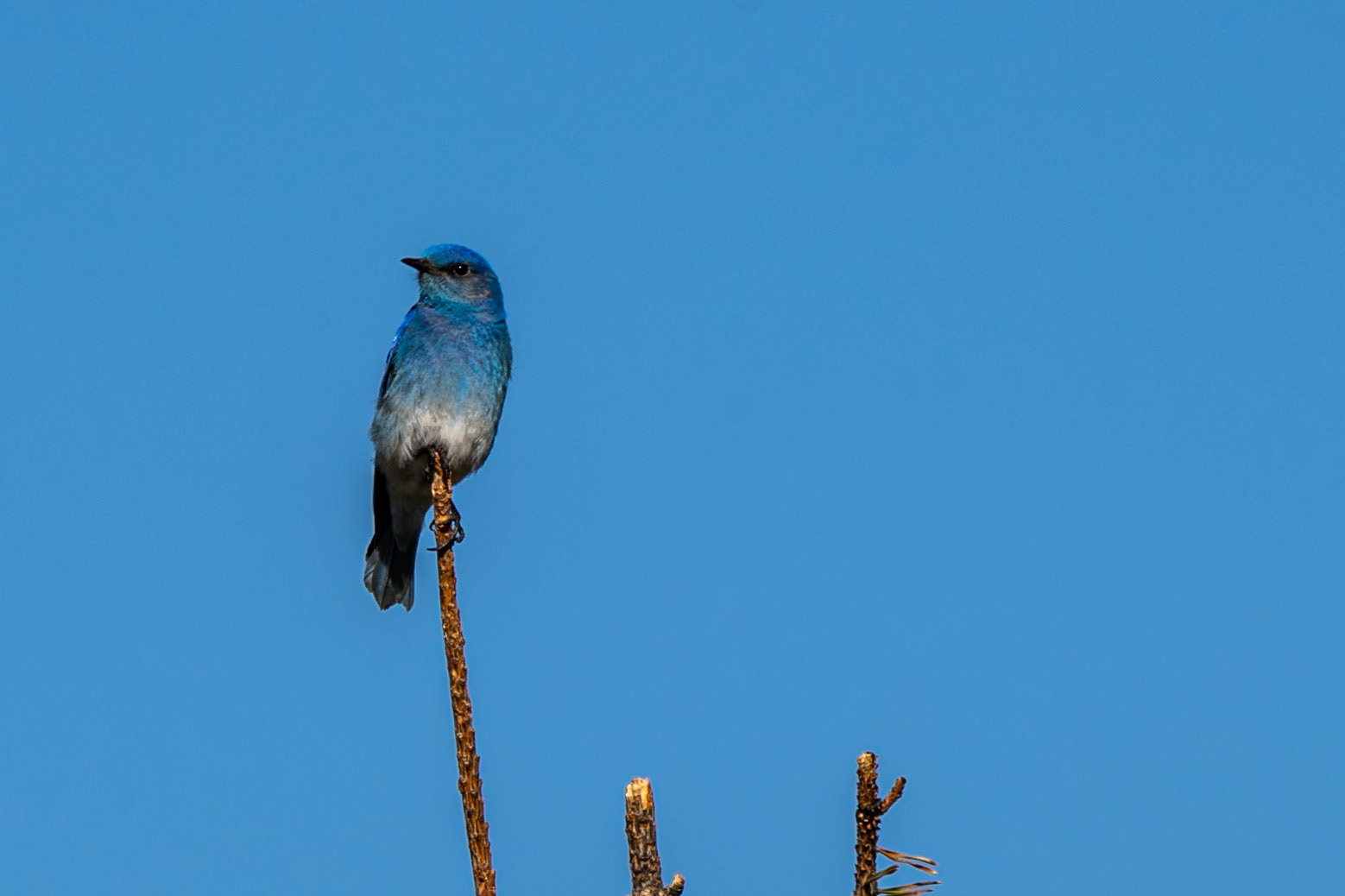 Mountain Bluebird