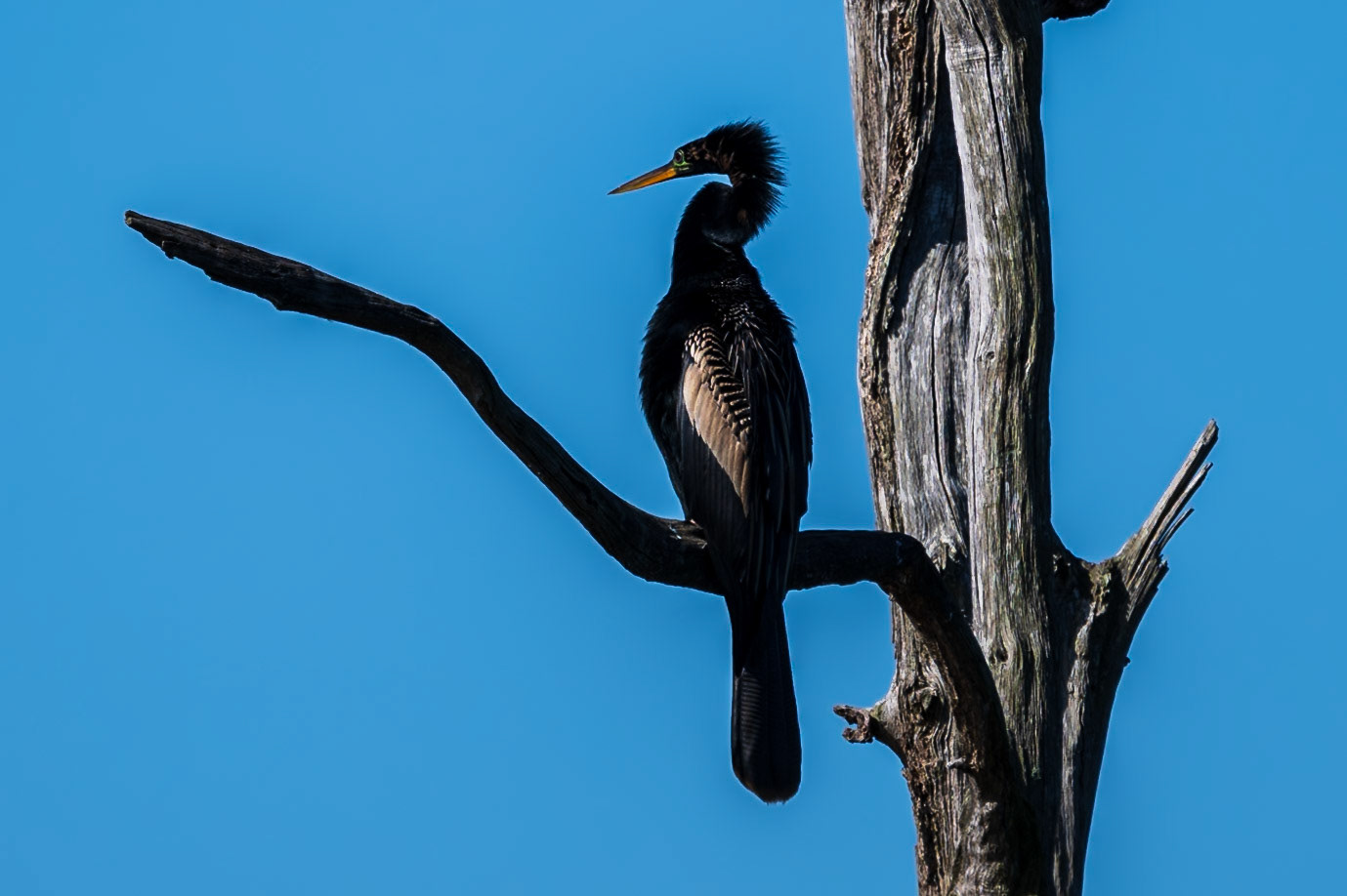 Male Anhinga