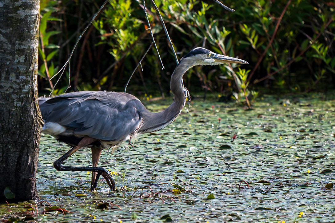 Great Blue Heron