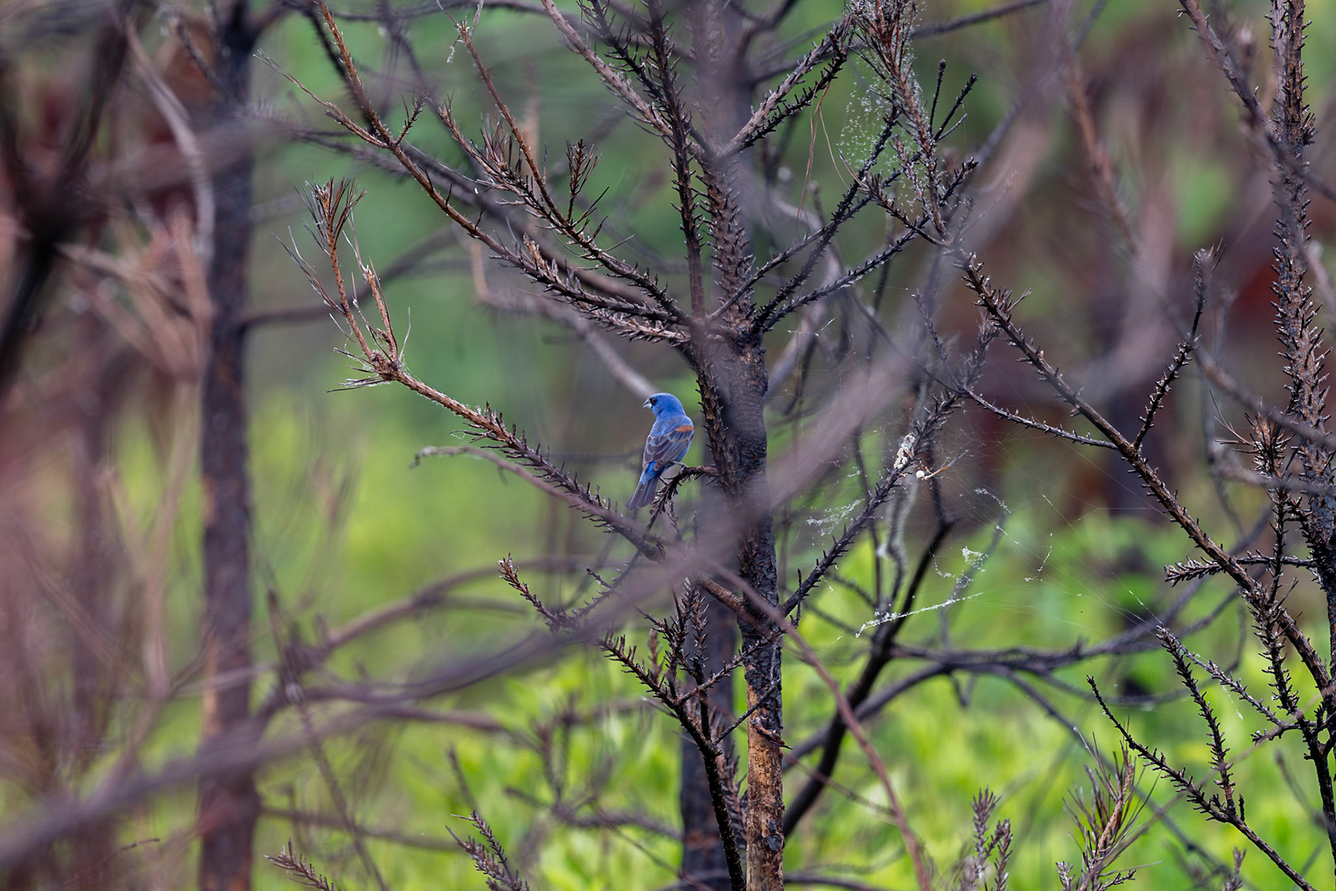 Blue Grosbeak