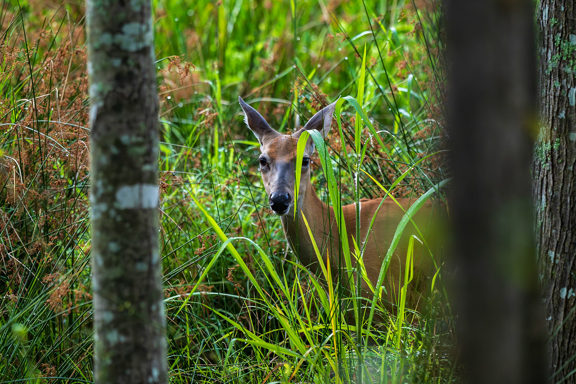 Mama deer watching