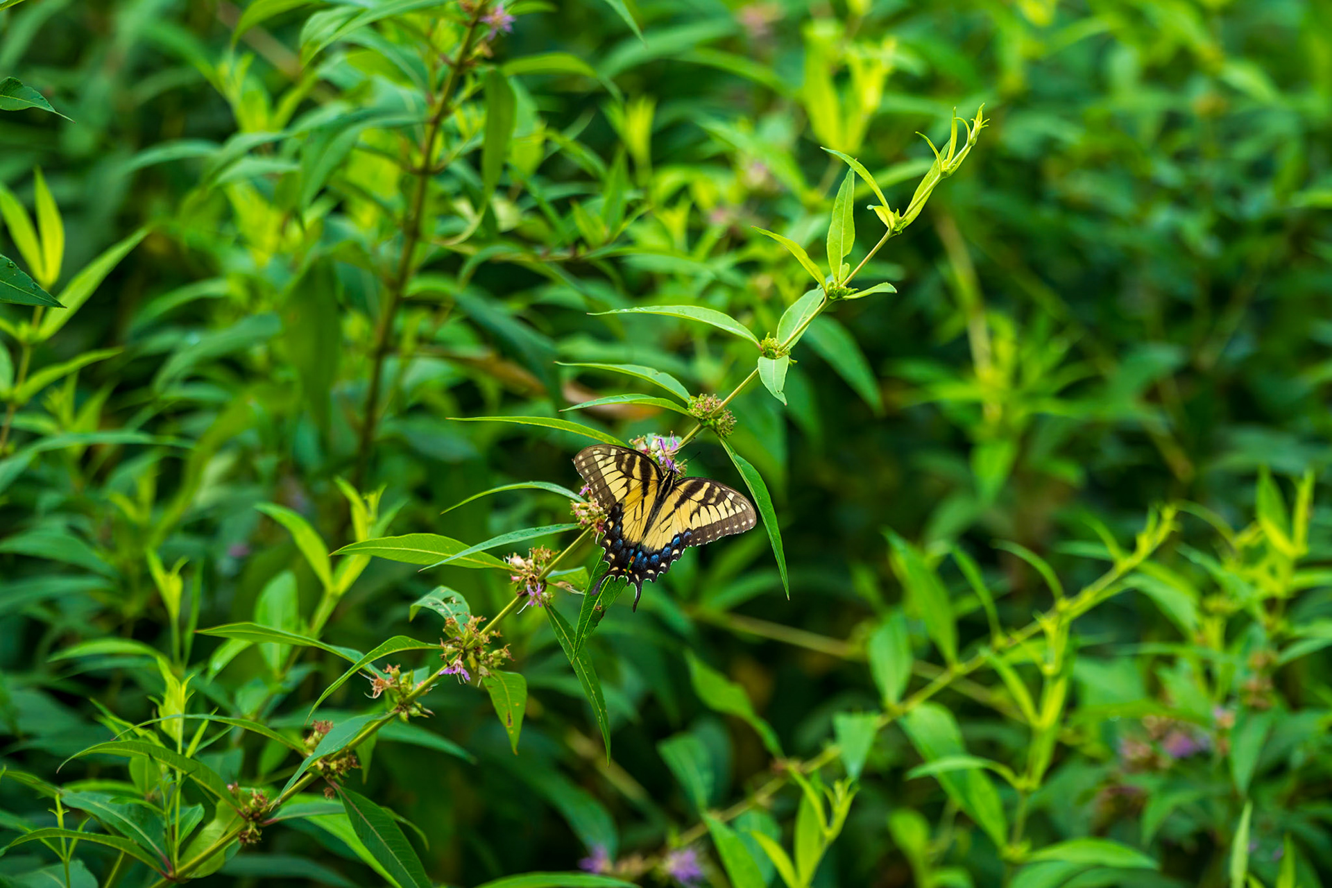 Tiger Swalllowtail
