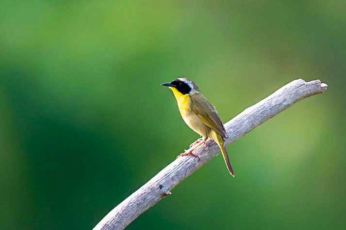 Common Yellowthroat