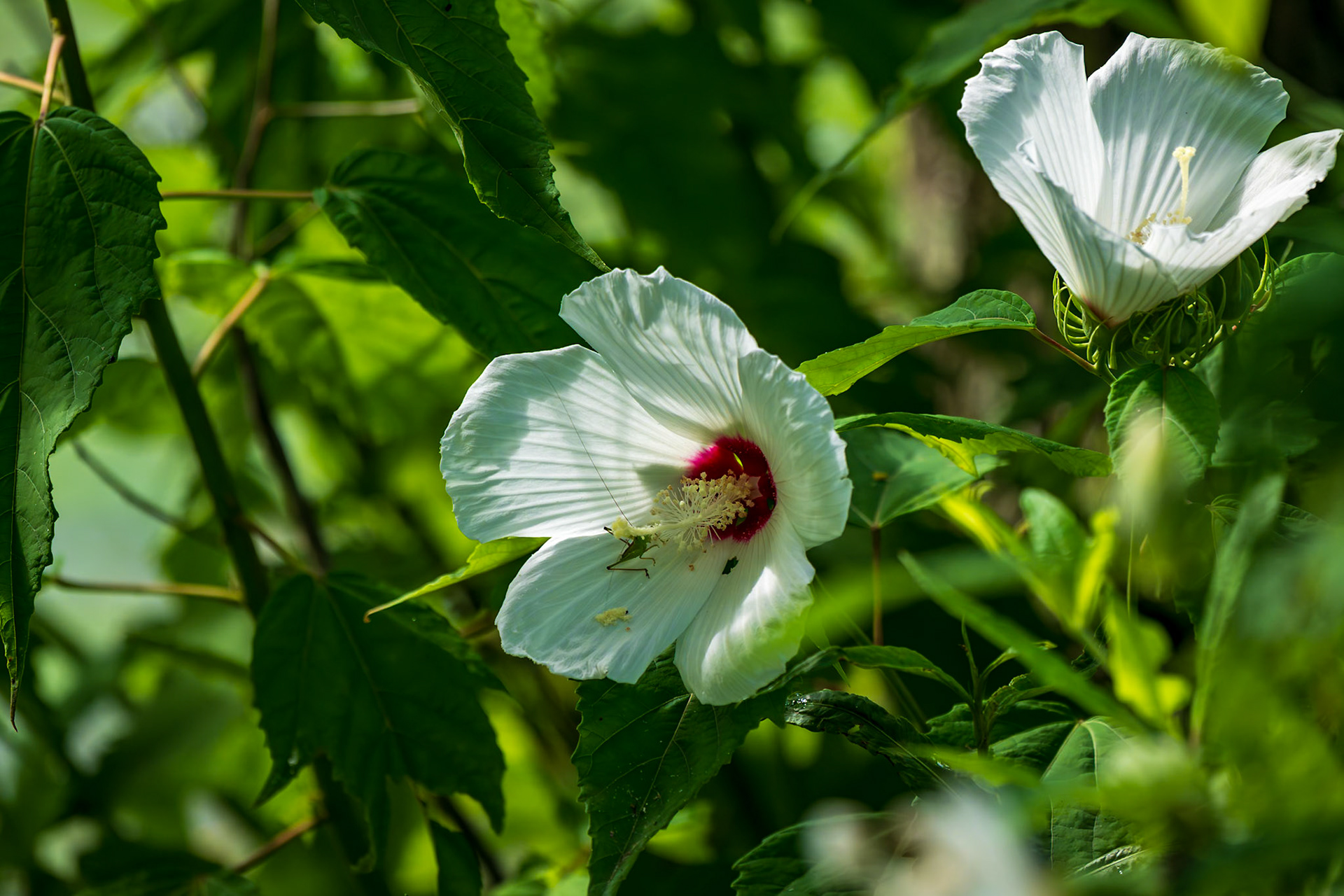 Hibiscus with grasshopper