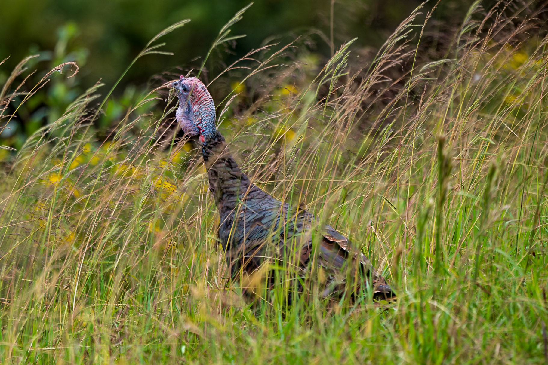 Wild Turkey feeding