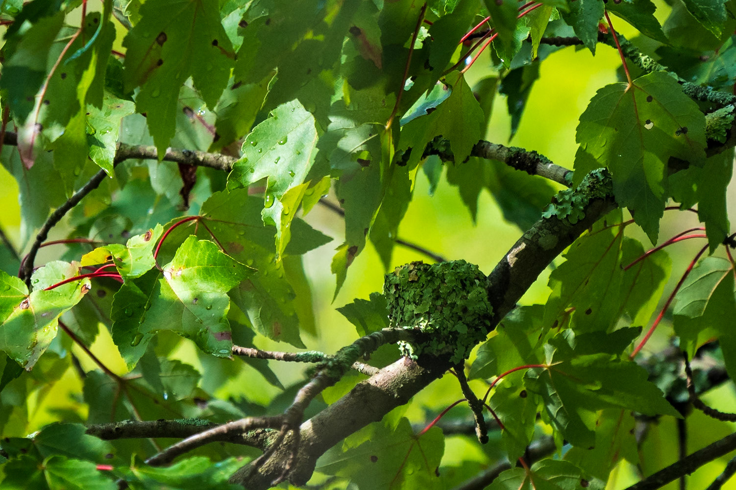 Hummingbird nest