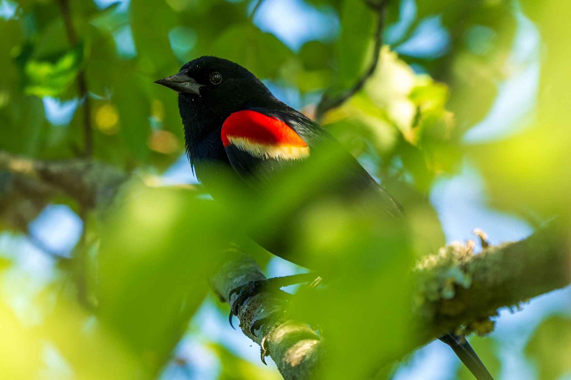 Red-winged Blackbird, male