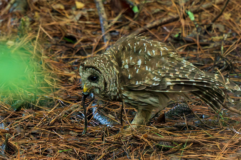 Barred Owl eating some kind of critter