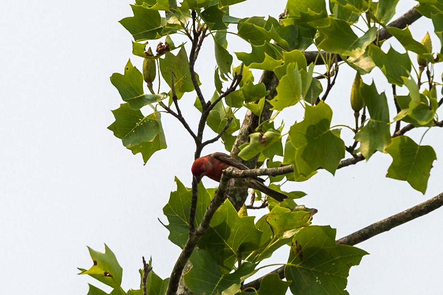 House Finch, Male