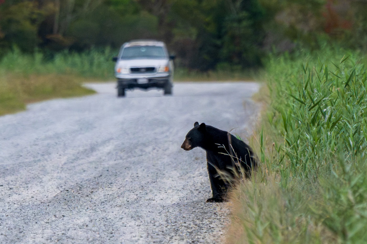Black Bear taking a break!!