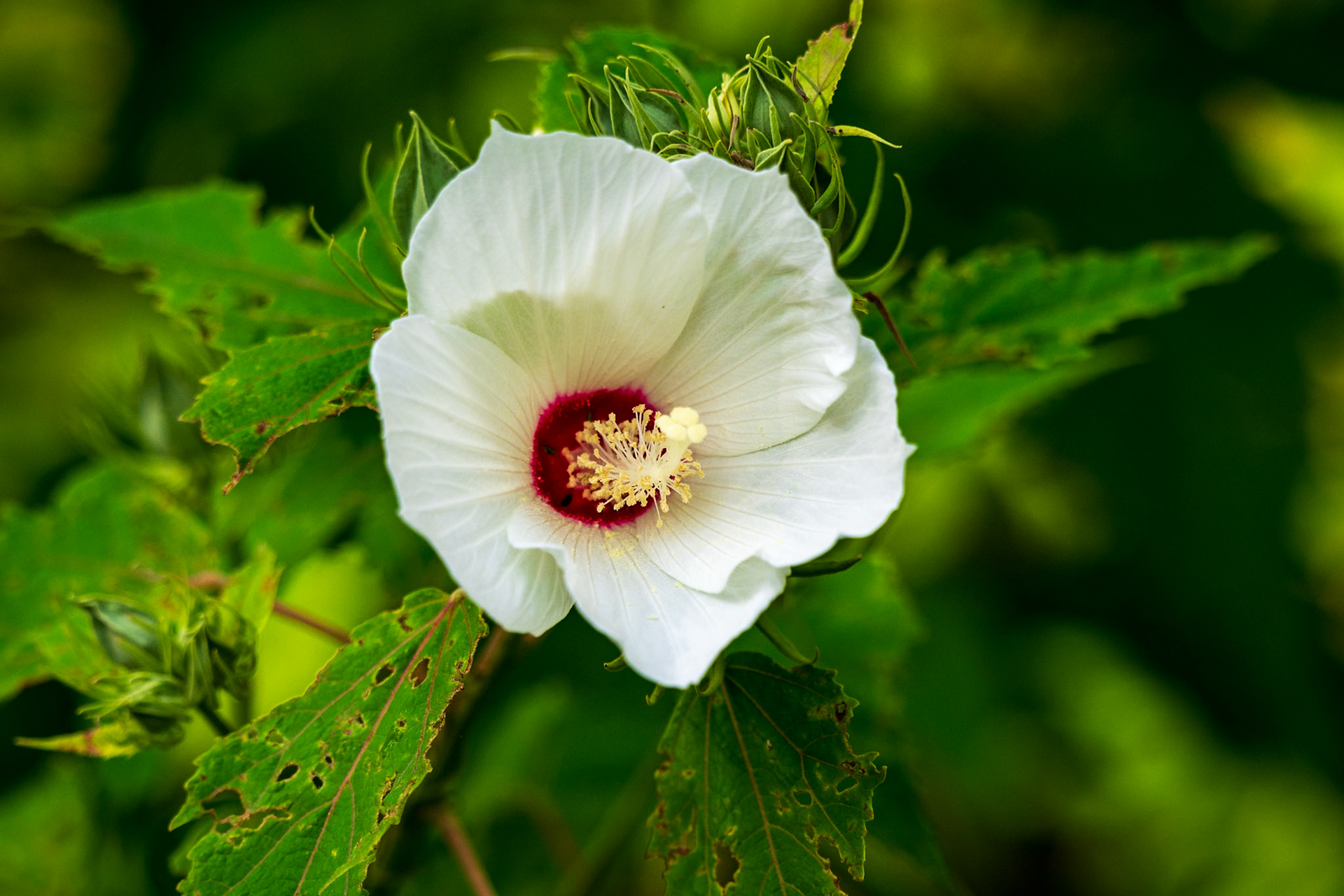Hibiscus Close-up