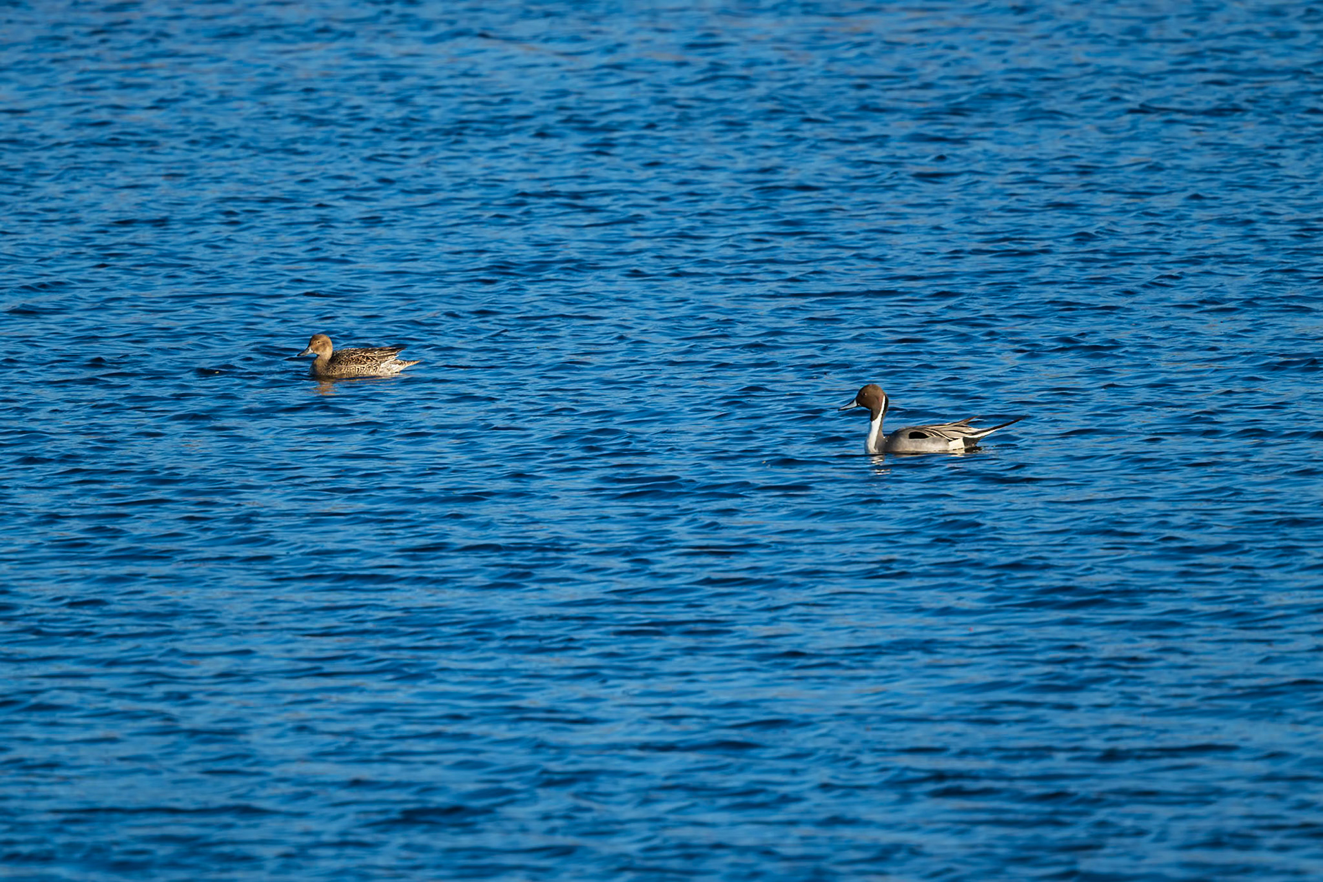 Northern Pintail