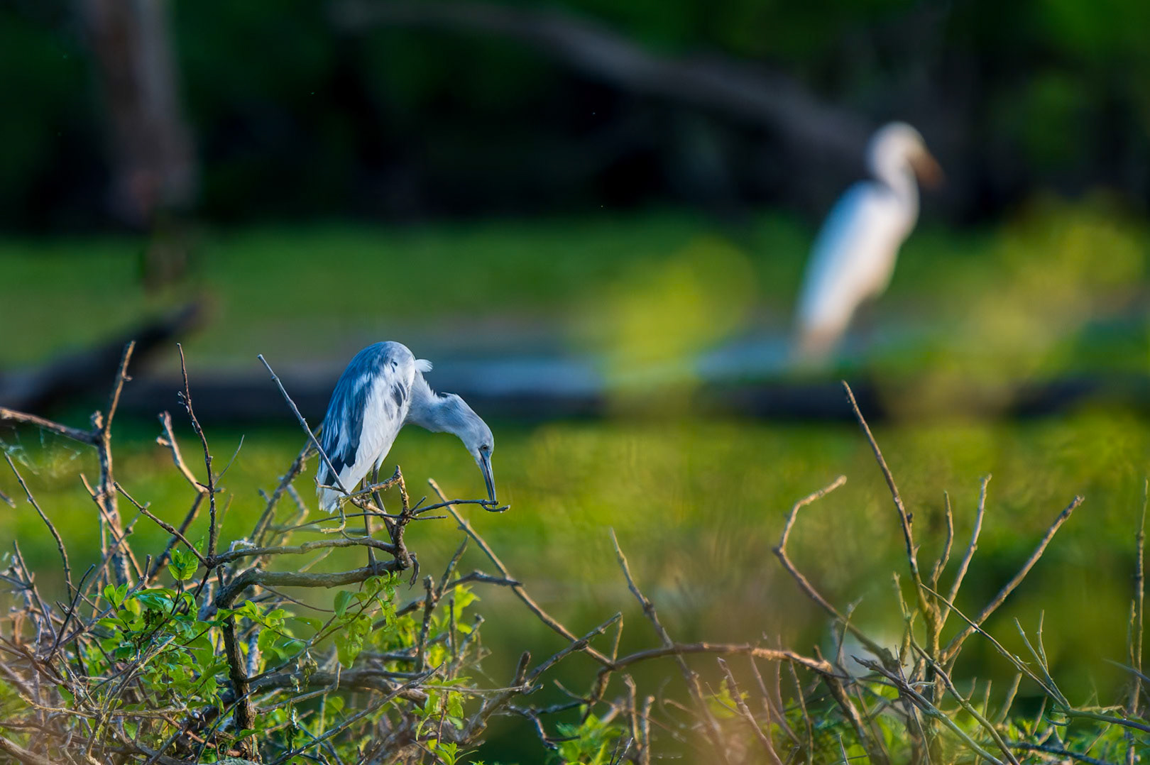 Little Blue Heron