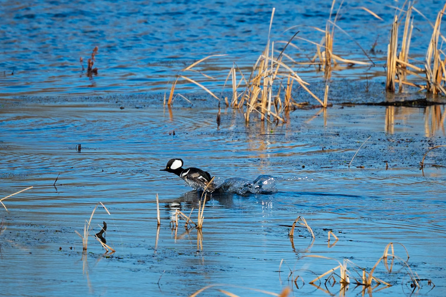 Hooded Merganser taking off
