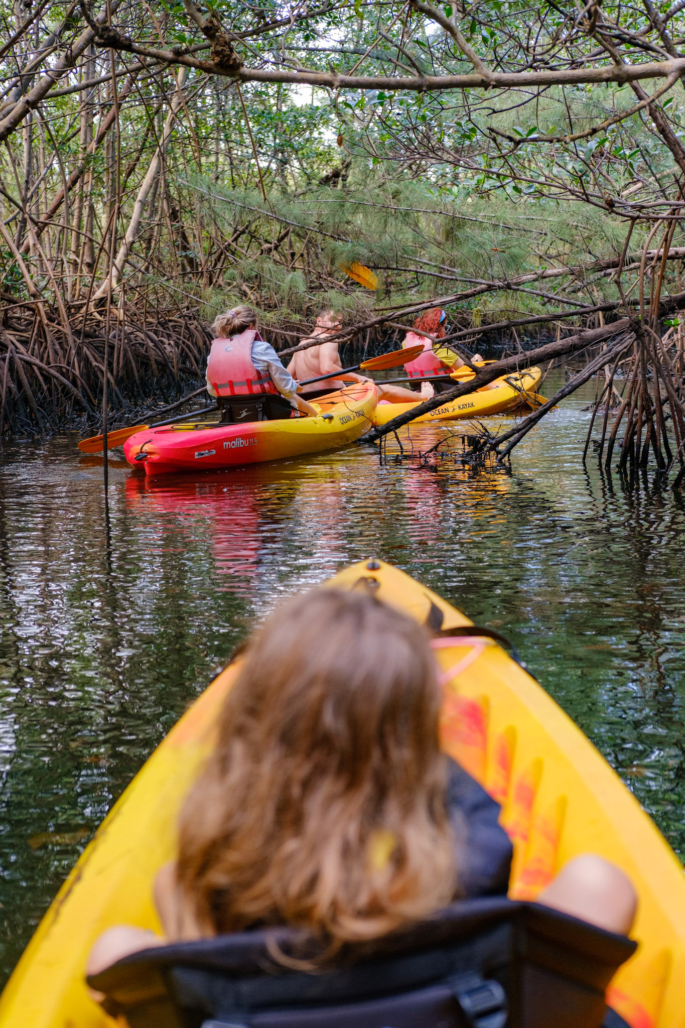 Exploring Oleta Mangroves in Florida