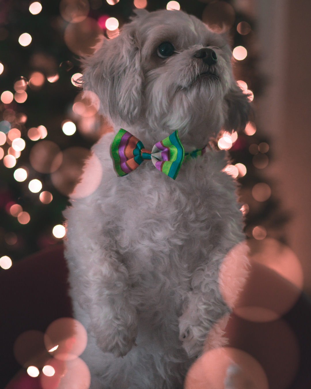 Christmas: Kuzma