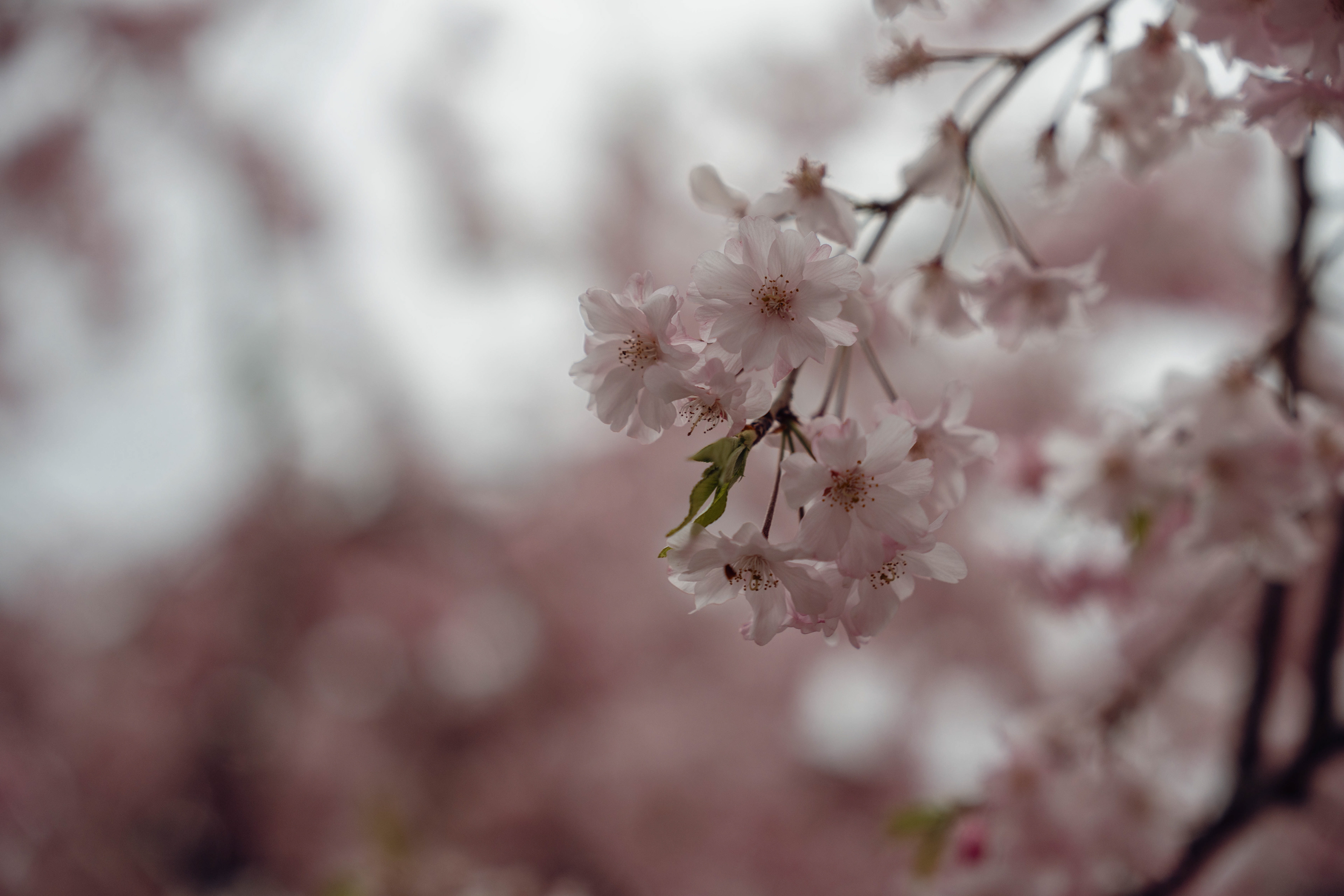 JAPAN 2024: Sakura