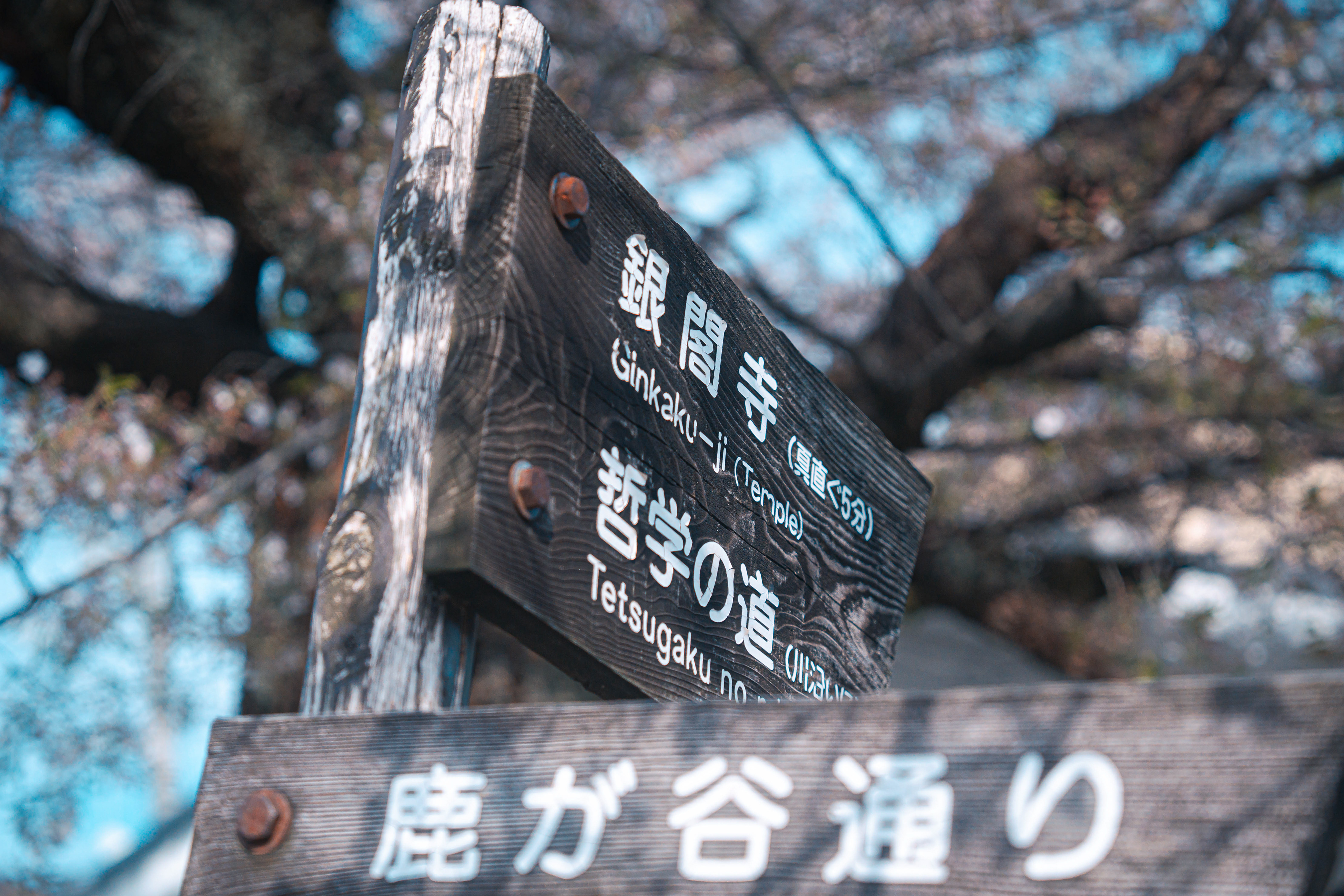JAPAN 2024: Philosopher's Path
