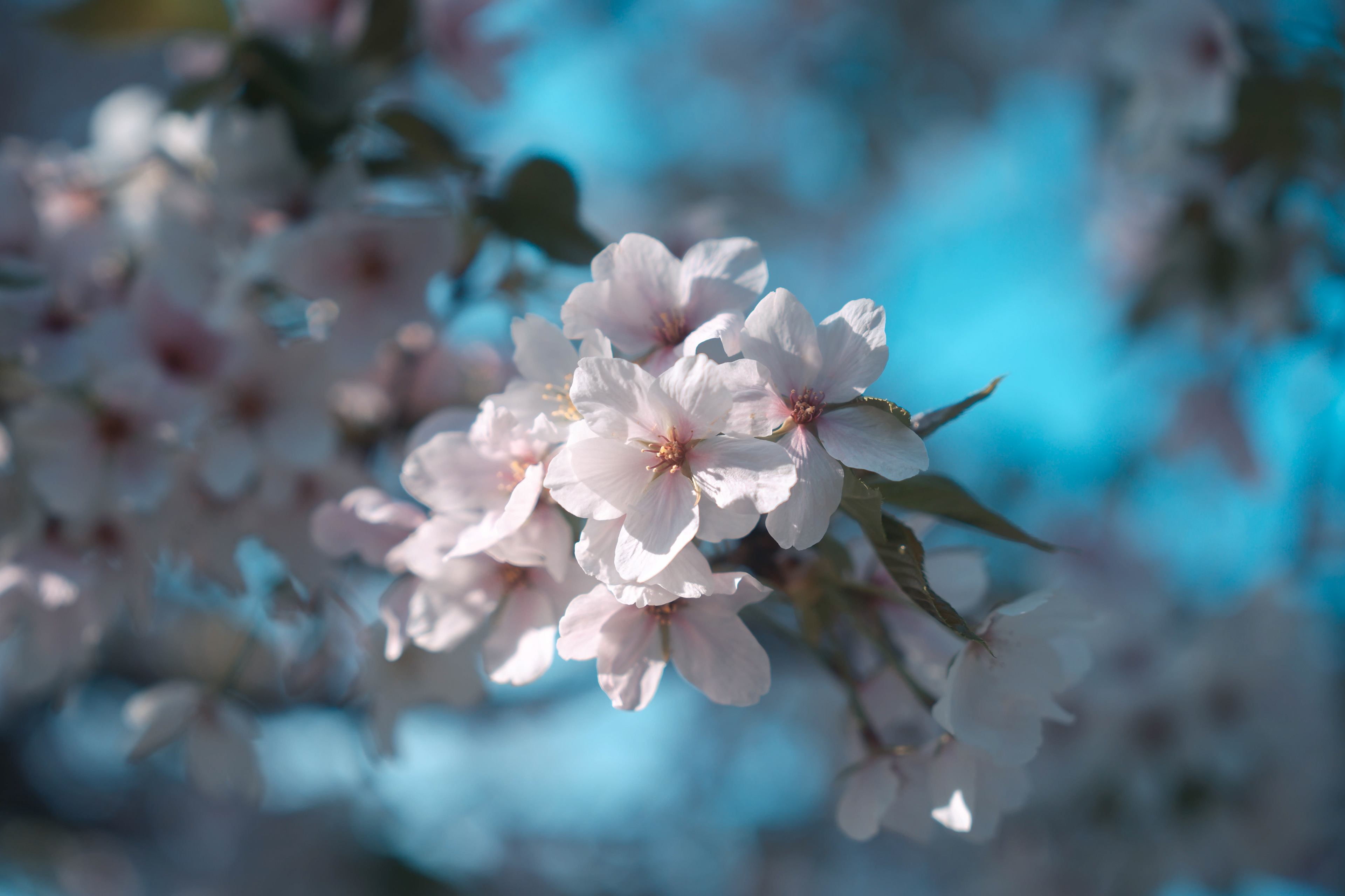 JAPAN 2024: Sakura