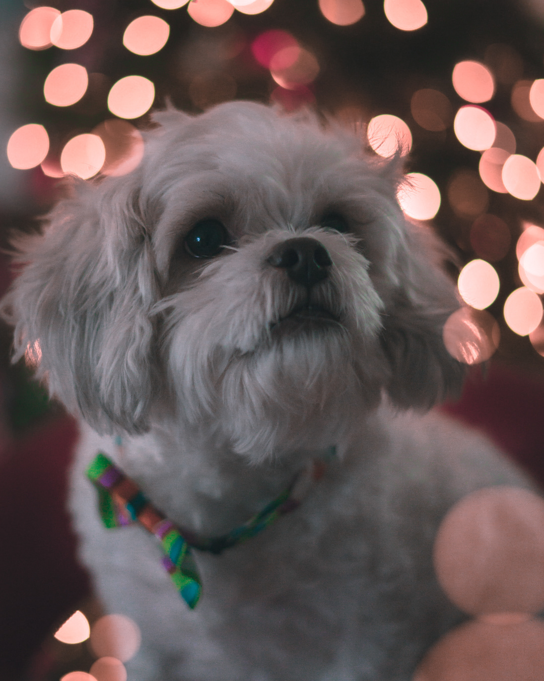 Christmas: Kuzma