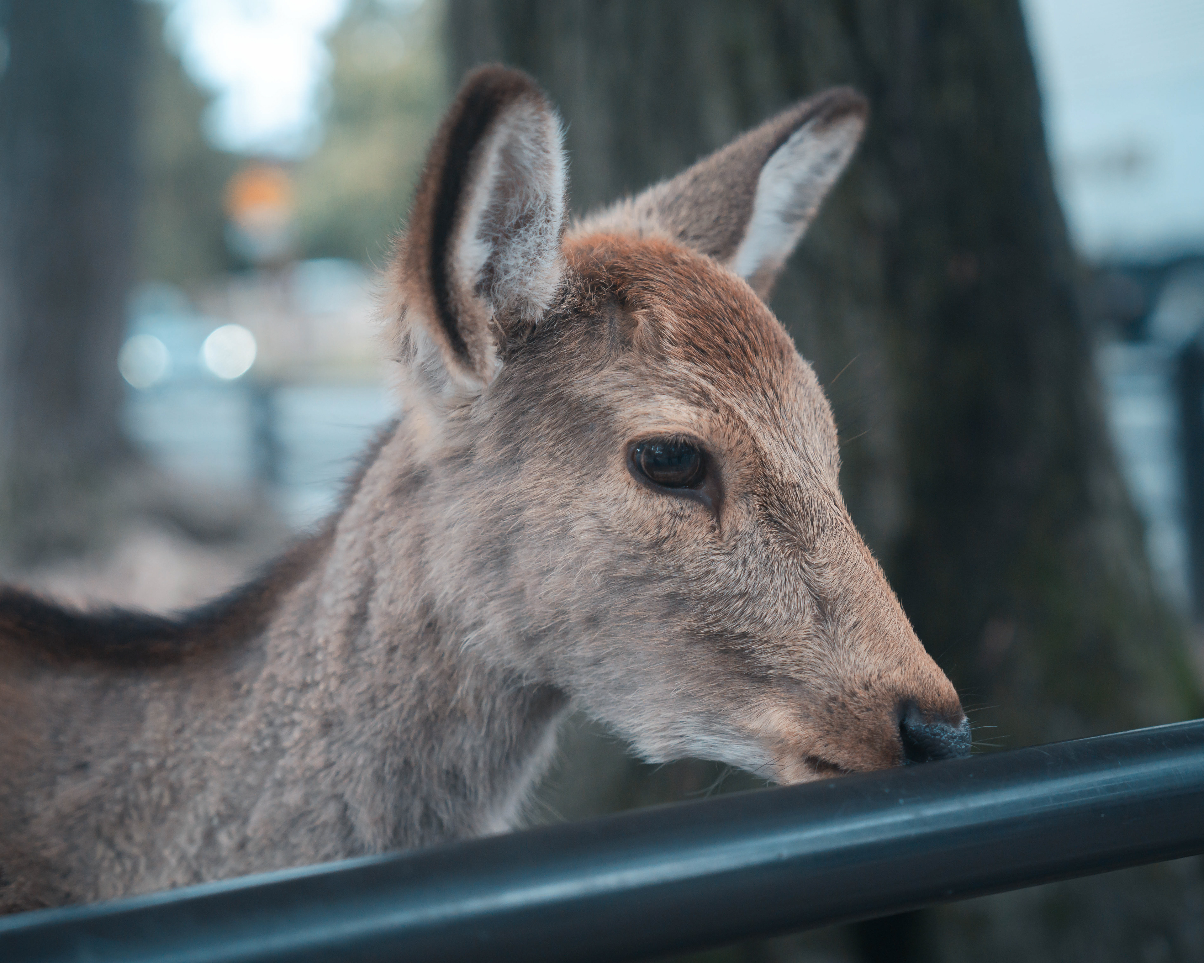 JAPAN 2024: Nara Park