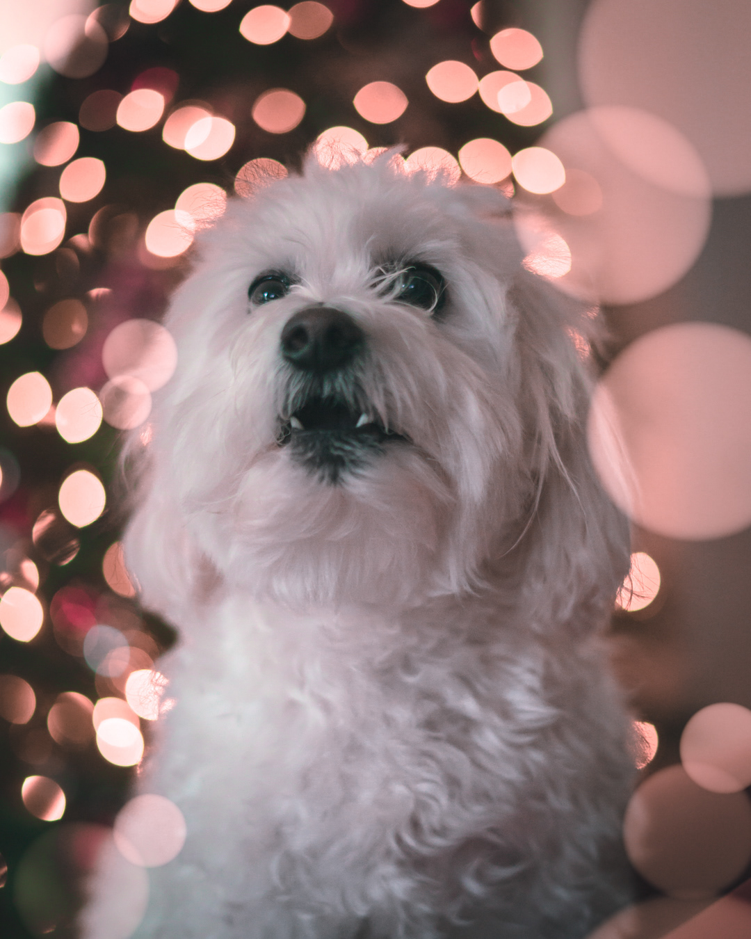 Christmas: Dwayne