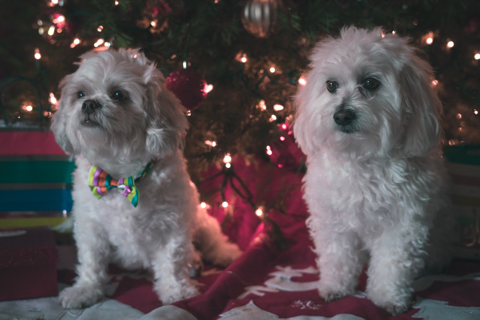 Christmas: Dwayne & Kuzma