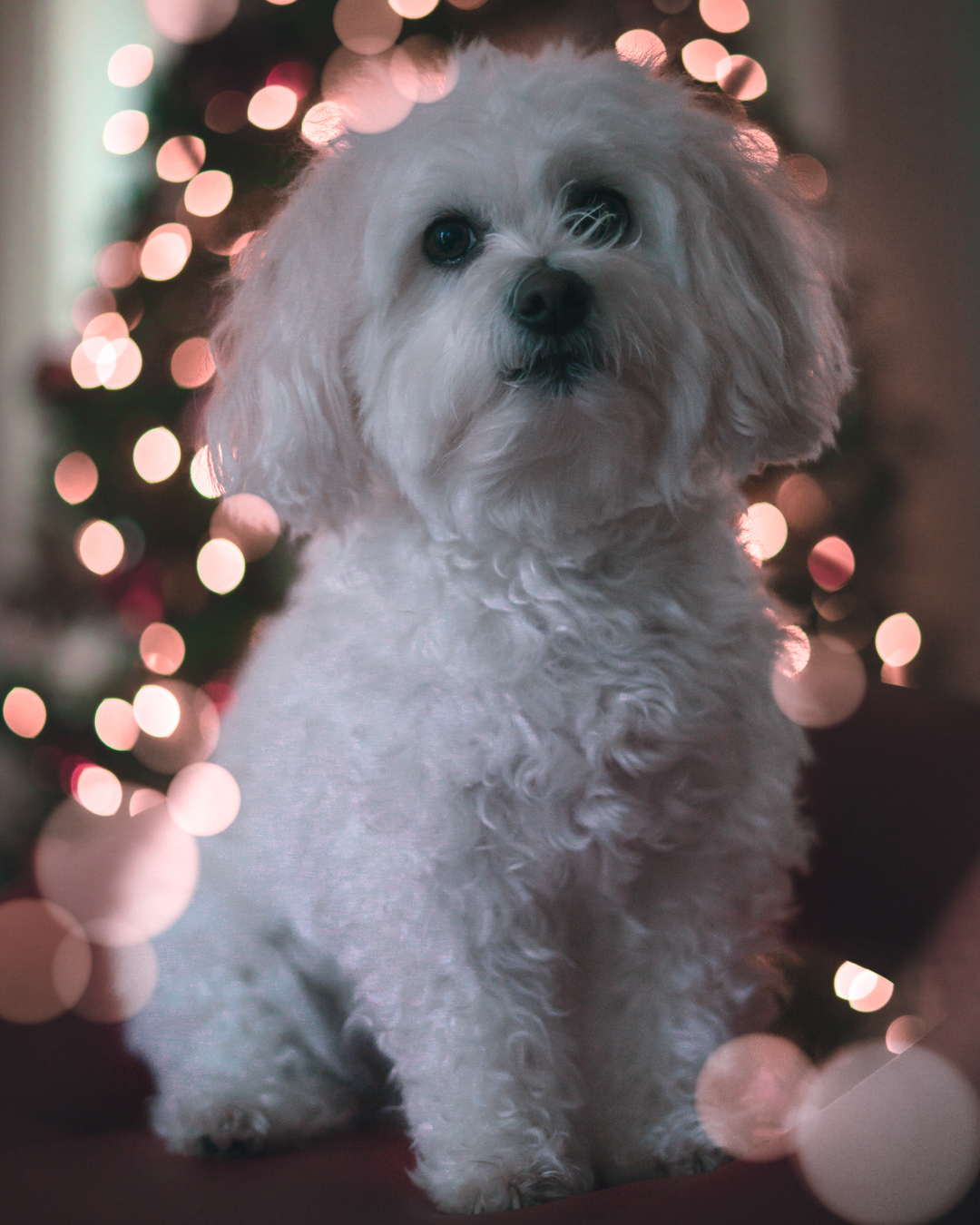 Christmas: Dwyane