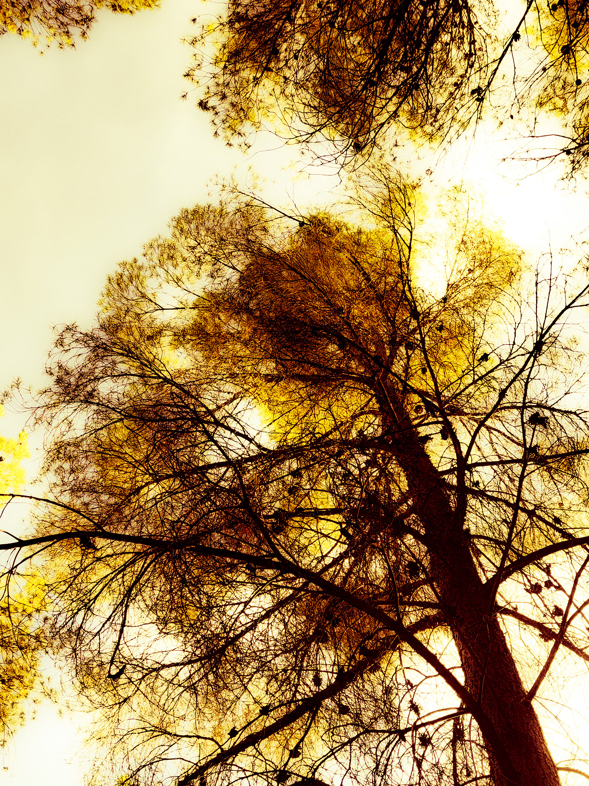 © Todos los derechos reservados. Prohibida la reproducción sin autorización.