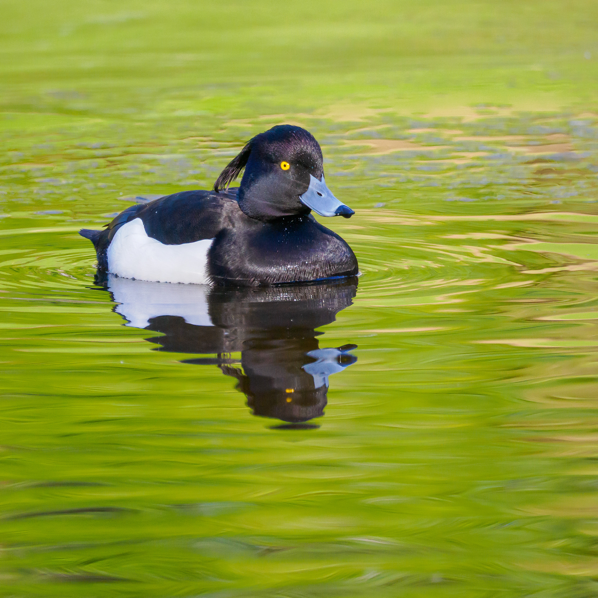 Tufted Duck