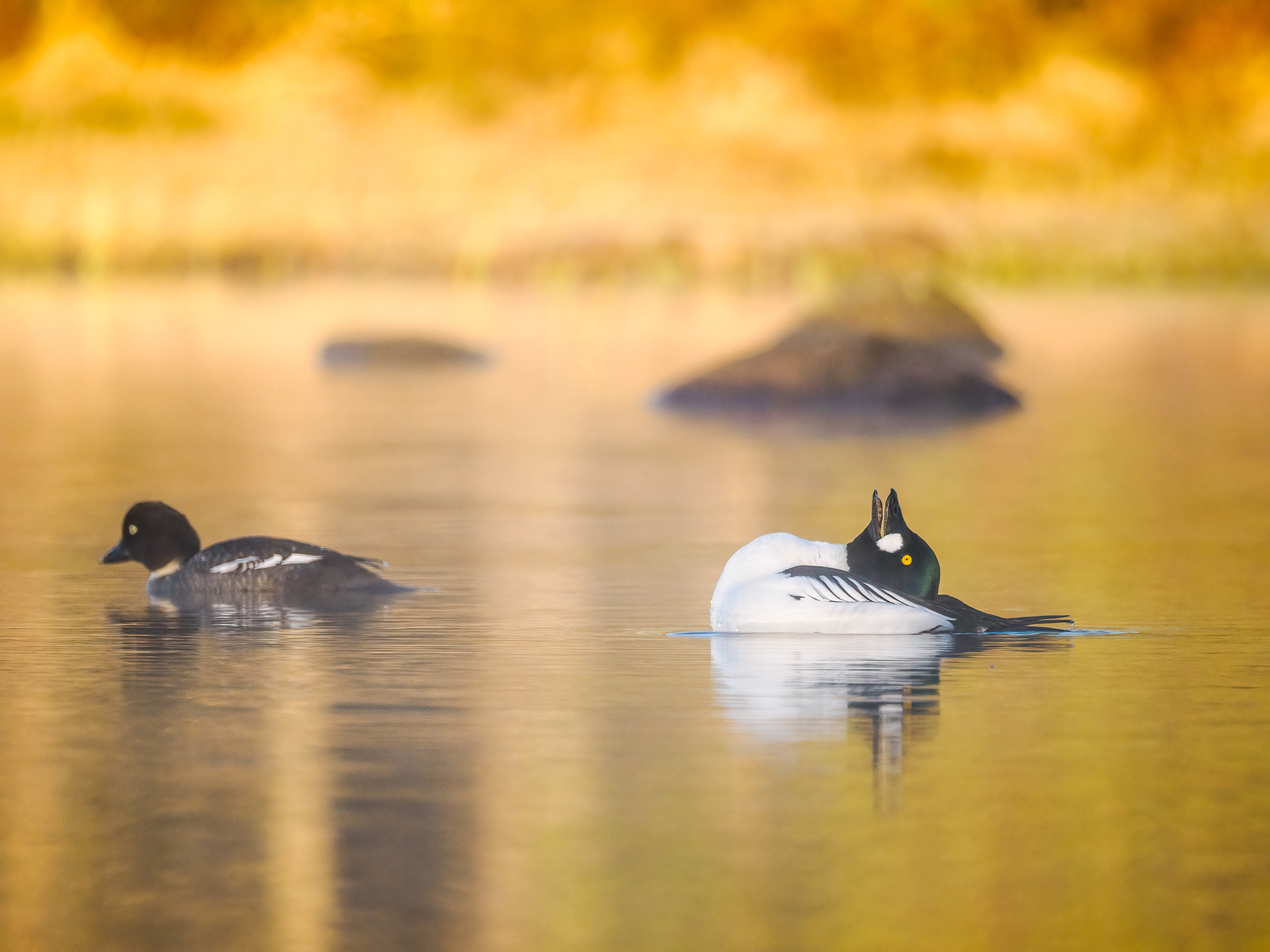 Goldeneye