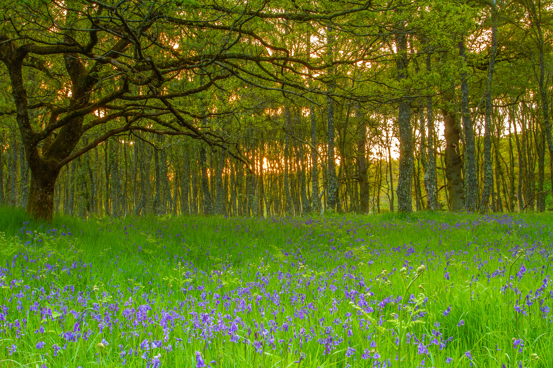 Croiche Wood, Beauly