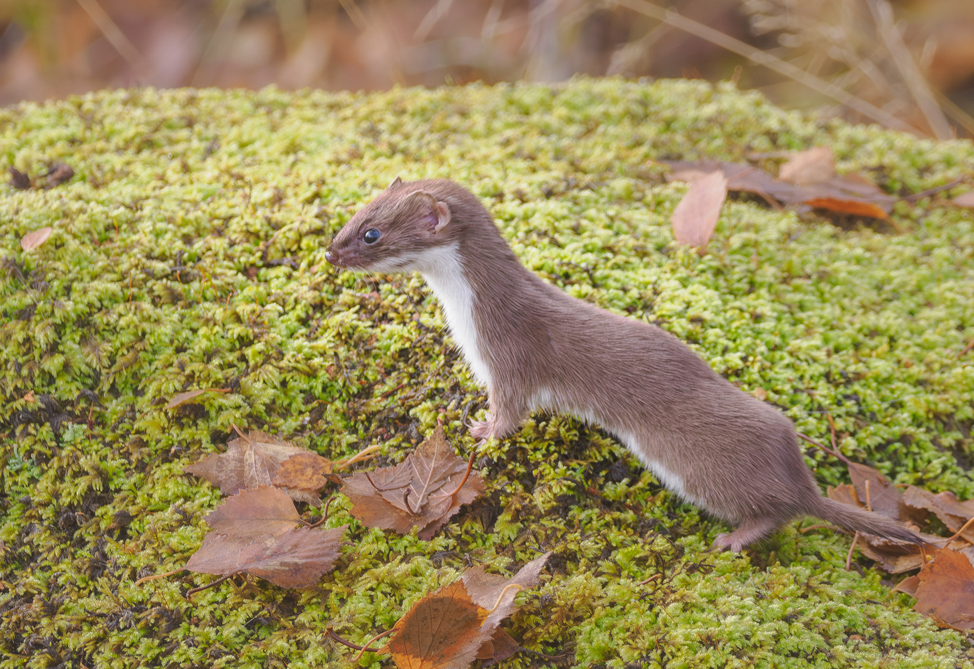 Weasel