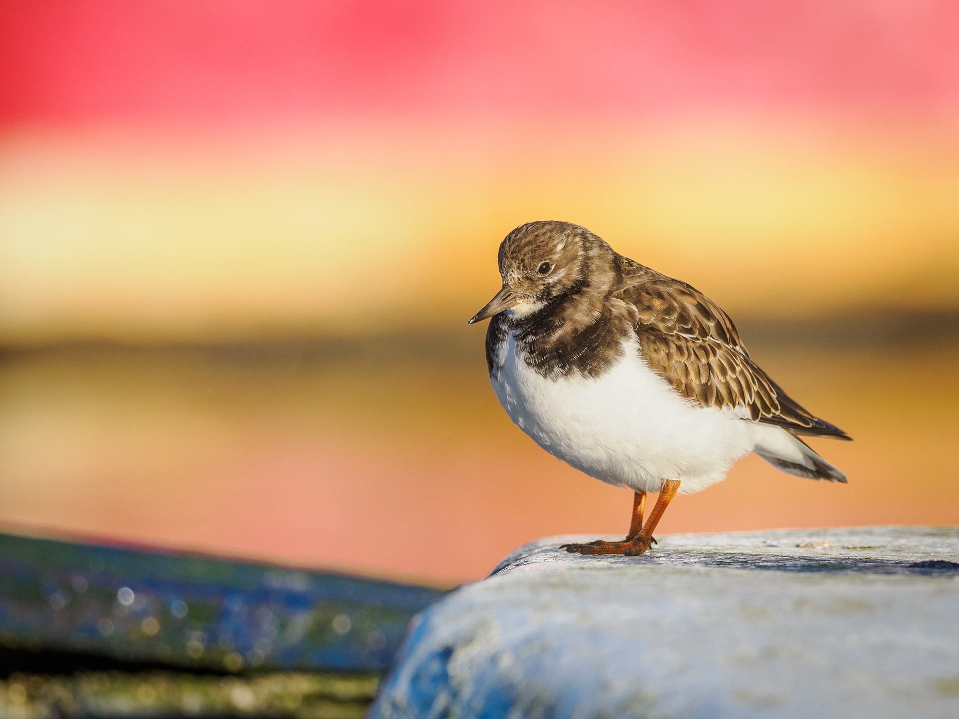 Turnstone